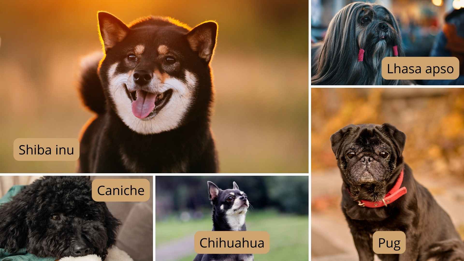 collage razas perros negros tamaño pequeño
